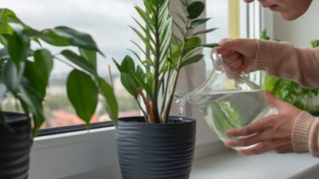 Sparkling water for watering, what happens to plants after a few